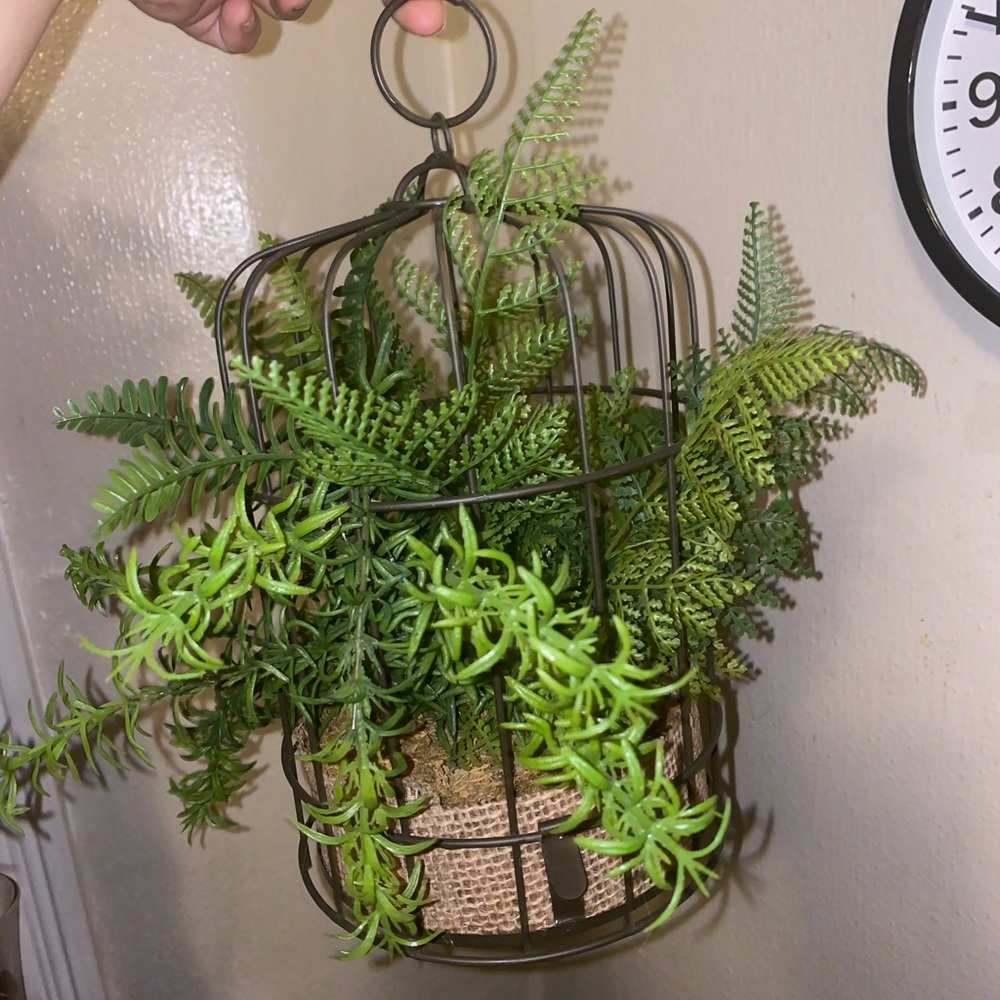 Hanging green plant